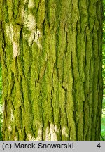 Tilia ×europaea Euchlora