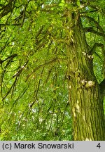 Tilia ×europaea Euchlora