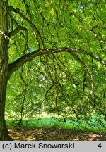 Tilia ×europaea Euchlora