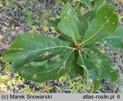 Quercus petraea Mespilifolia