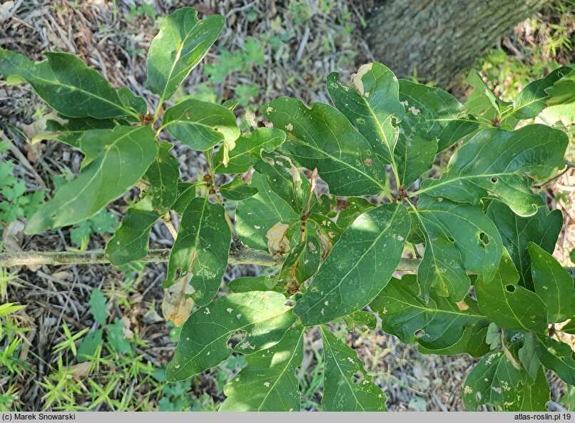 Quercus petraea Mespilifolia