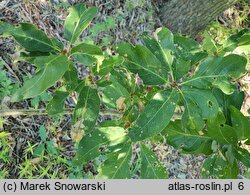 Quercus petraea Mespilifolia