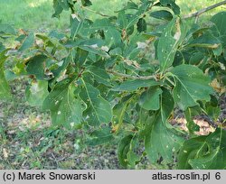 Quercus petraea Mespilifolia