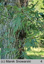 Quercus robur Pectinata