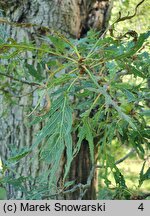 Quercus robur Pectinata