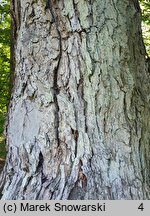 Quercus macranthera (dąb kaukaski)