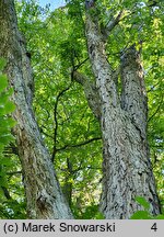 Quercus macranthera (dąb kaukaski)