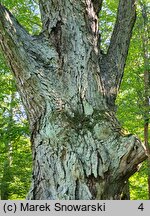 Quercus macranthera (dąb kaukaski)