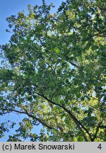 Quercus macranthera (dąb kaukaski)