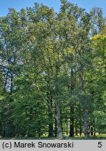 Quercus macranthera (dąb kaukaski)