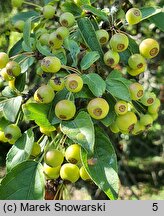 Malus ×floribunda (jabłoń kwiecista)