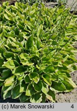 Hosta Leola Fraim