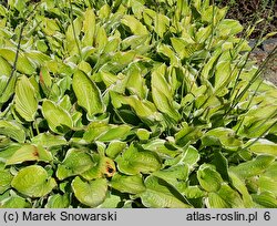 Hosta Leola Fraim