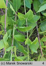 Platycodon grandiflorus Mariesii