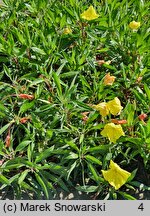 Oenothera fruticosa Yellow River