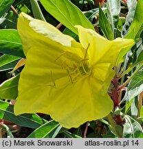Oenothera fruticosa Yellow River