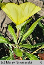 Oenothera fruticosa Yellow River