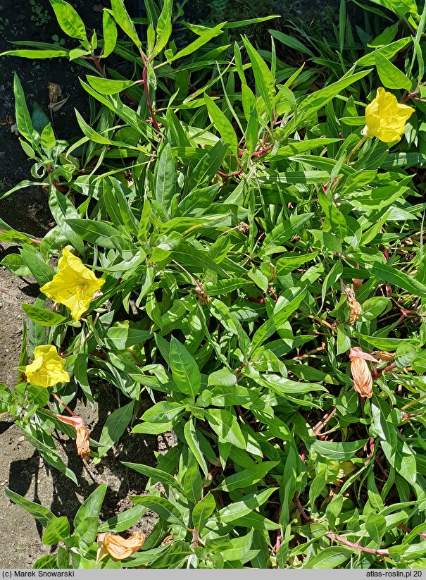Oenothera fruticosa Yellow River