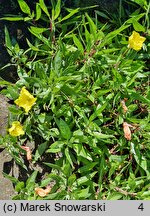 Oenothera fruticosa Yellow River