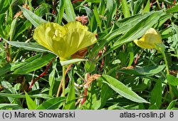 Oenothera fruticosa Yellow River