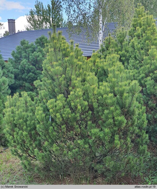 Pinus mugo Zundert