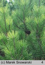 Pinus mugo Zundert