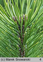 Pinus mugo Zundert