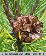 Pinus mugo Zundert