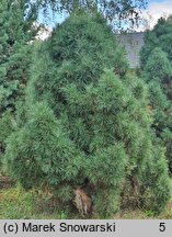 Pinus sylvestris Erecta Viridis