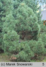 Pinus sylvestris Erecta Viridis