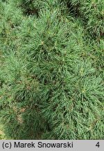 Pinus sylvestris Erecta Viridis