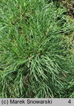Pinus sylvestris Erecta Viridis