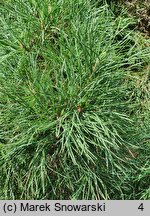 Pinus sylvestris Erecta Viridis