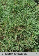 Pinus sylvestris Erecta Viridis