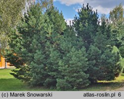 Pinus sylvestris Sandringham