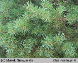 Pinus sylvestris Sandringham