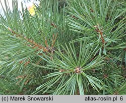 Pinus sylvestris Sandringham