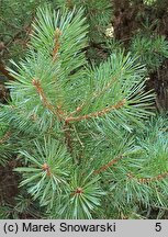 Pinus sylvestris Sandringham