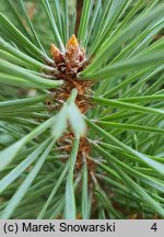 Pinus sylvestris Sandringham