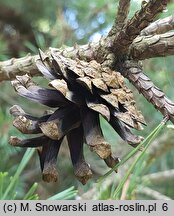 Pinus sylvestris Sandringham