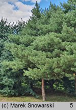 Pinus sylvestris Aurea