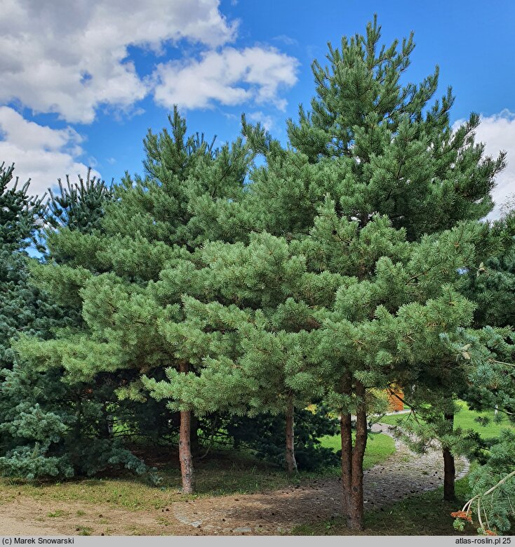 Pinus sylvestris Aurea