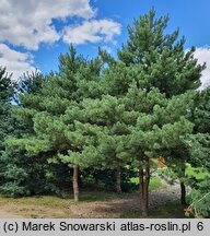 Pinus sylvestris Aurea