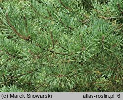 Pinus sylvestris Aurea