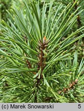 Pinus sylvestris Aurea