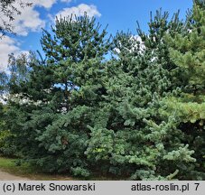 Pinus parviflora Tempelhof