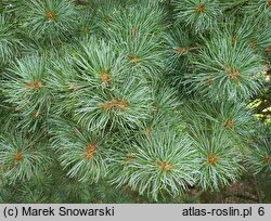 Pinus parviflora Tempelhof