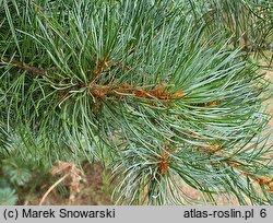 Pinus parviflora Tempelhof