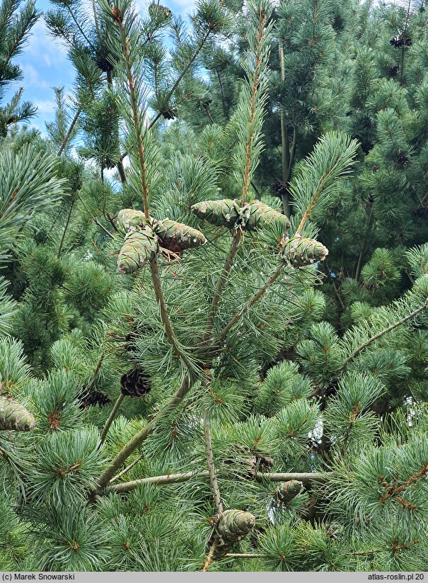 Pinus parviflora Tempelhof