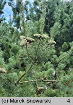 Pinus parviflora Tempelhof